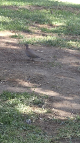 Laughing Dove
