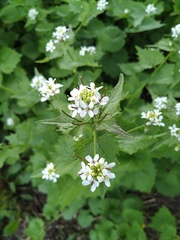 Alliaria petiolata