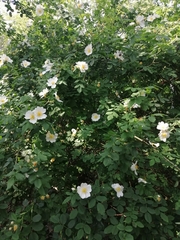Rosa