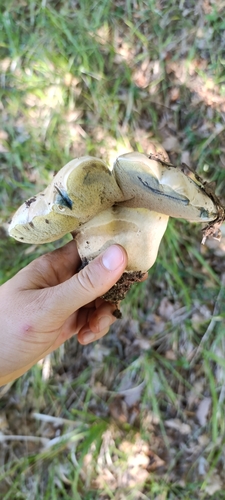 Rooting Bolete