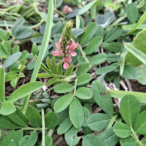 Indigofera hendecaphylla observed 2026-09-30