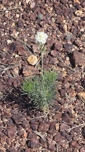 Arabidella glaucescens observed 2026-09-18