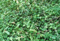 Plantago raoulii