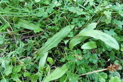 Plantago raoulii