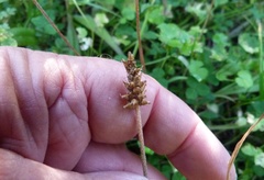 Plantago raoulii