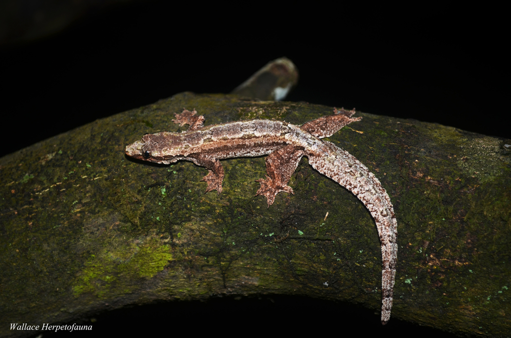 Frilled Gecko