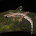 Frilled Gecko - Photo (c) Brian Martin, some rights reserved (CC BY-NC), uploaded by Brian Martin