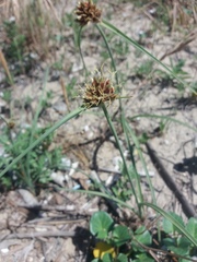 Cyperus capitatus