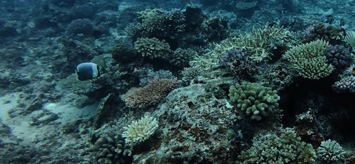 Chaetodon reticulatus observed 2026-09-30