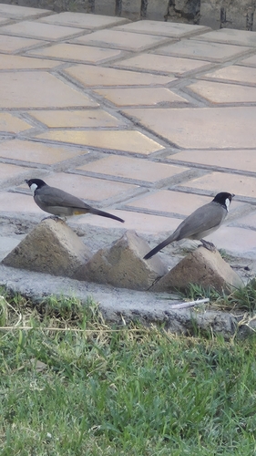 White-eared Bulbul