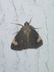 Evergestis unimacula