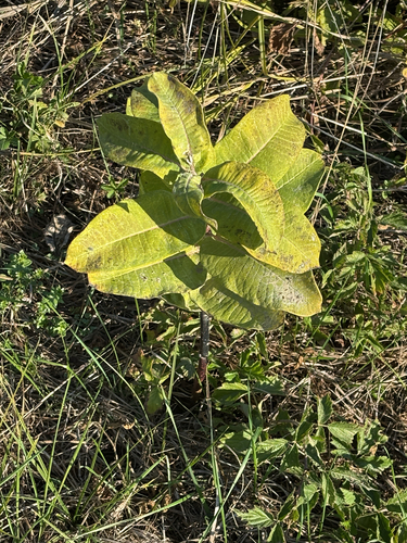 common milkweed