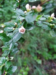 Cotoneaster divaricatus