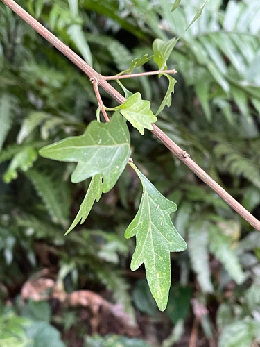 Premna microphylla observed 2026-09-30