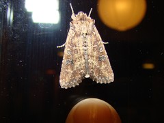 Ichneutica morosa