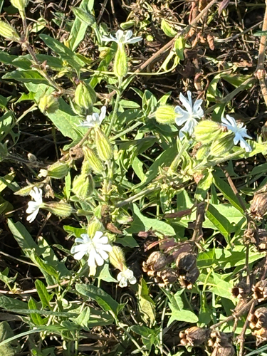 white campion