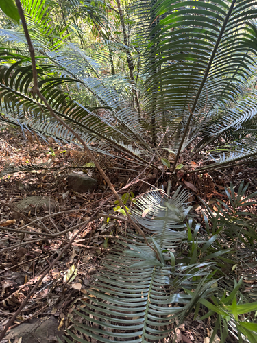 Lepidozamia peroffskyana, 2026-09-30