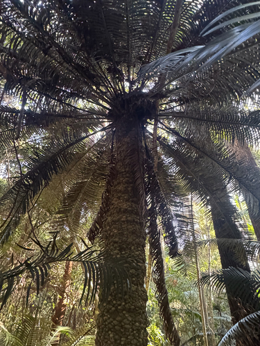 Lepidozamia peroffskyana, 2026-09-30