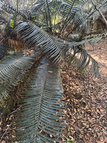 Lepidozamia peroffskyana, 2026-09-30