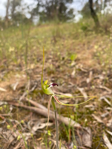 eastern mantis orchid
