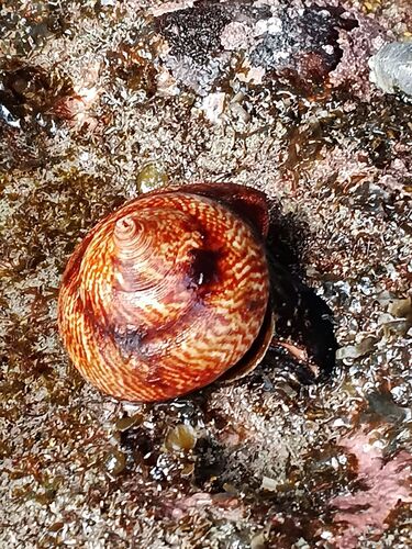 Calliostoma tigris, 2026-09-30