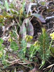 Coronilla vaginalis