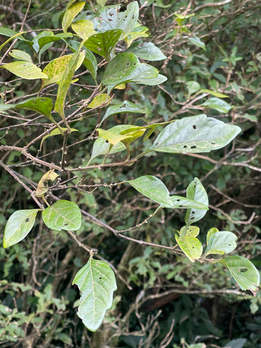 Premna microphylla observed 2026-09-30