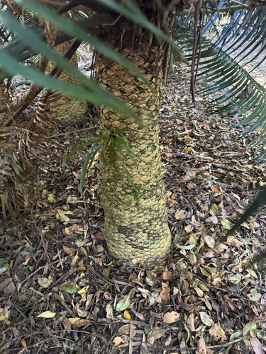 Lepidozamia peroffskyana, 2026-09-30