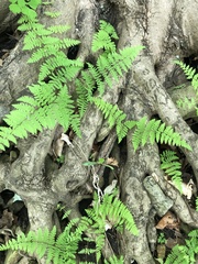 Cystopteris bulbifera
