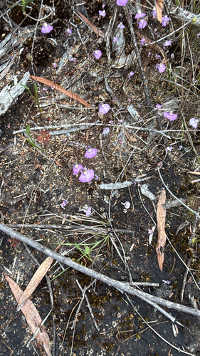 Utricularia dichotoma, 2026-09-30
