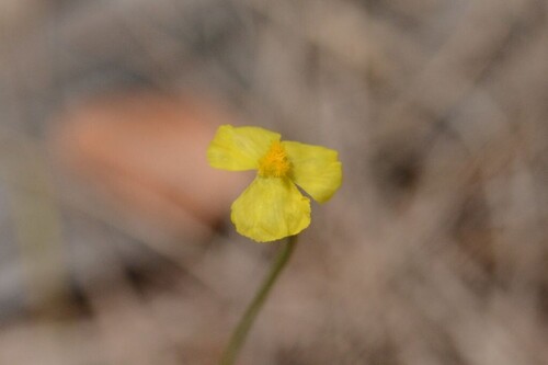Xyris complanata observed 2026-09-25