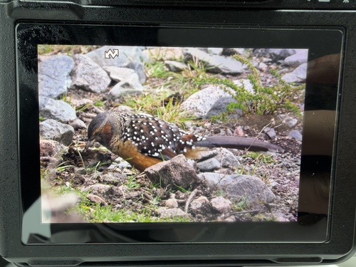 Giant Laughingthrush
