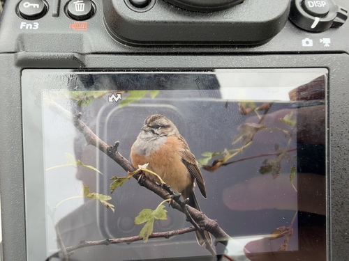 Godlewski's Bunting