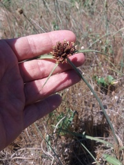 Cyperus capitatus