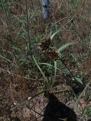 Cyperus capitatus