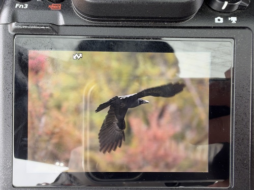 Common Raven