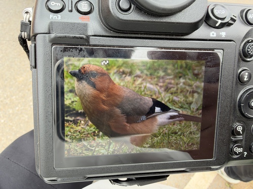 Eurasian Jay