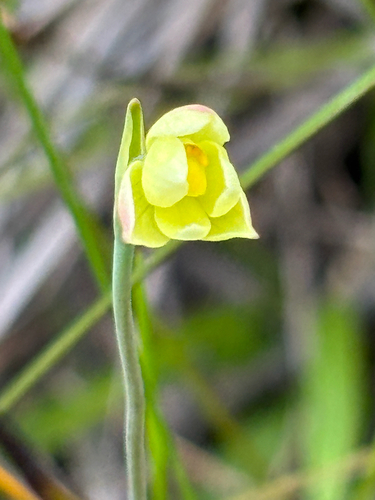 twisted sun-orchid