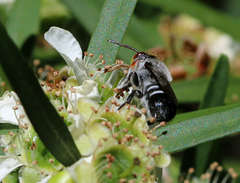 Megachile aurifrons