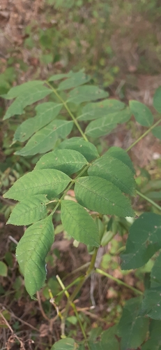 European ash