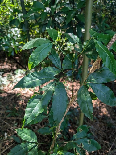 Melicope pteleifolia observed 2026-09-21