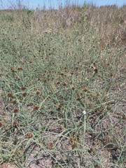 Cyperus capitatus