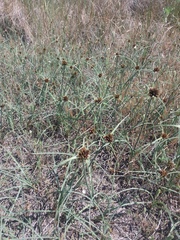 Cyperus capitatus