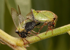 Stictocephala basalis