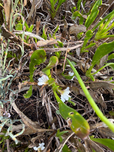Scaevola repens, 2026-09-30