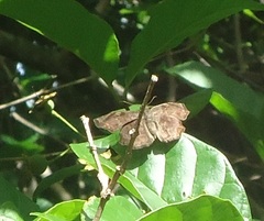 Antigonus erosus