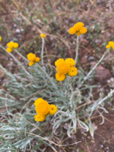 Common Everlasting