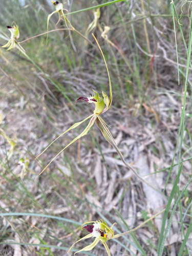 Caladenia viriosa