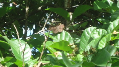 Antigonus erosus