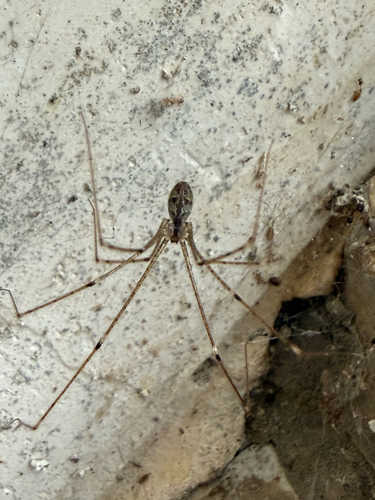 Crossopriza maculipes